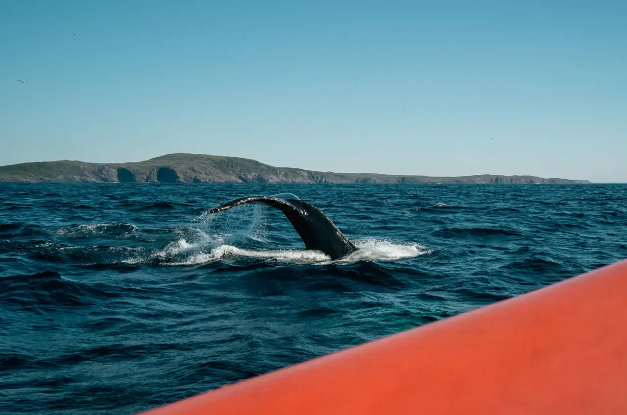 Ocean Quest Adventures